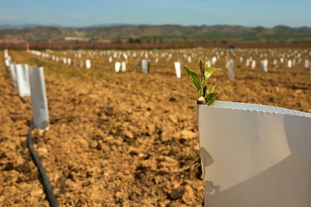 Plant emerging from paper in field under open sky