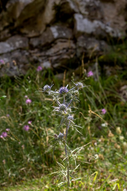 The plant Eryngium amethystinum closeup