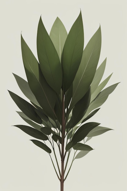 Photo a plant eucalyptus green leaves