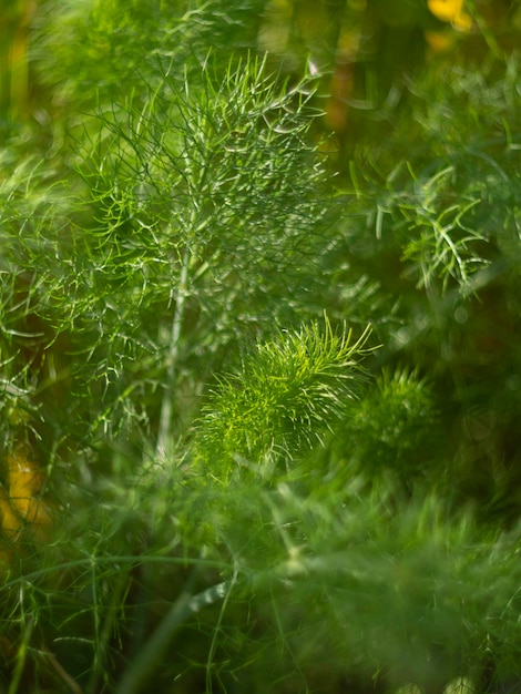 Plant fennel Foeniculum vulgare close up