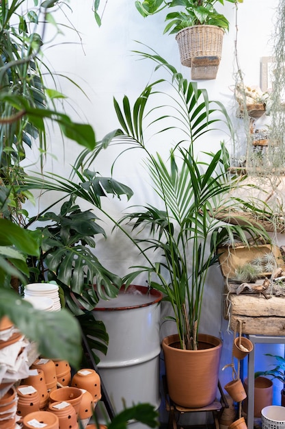 Plant flower shop with Hovea palm Monstera tillandsia and terracotta pots