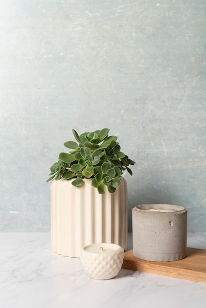 plant in flowerpot stone background