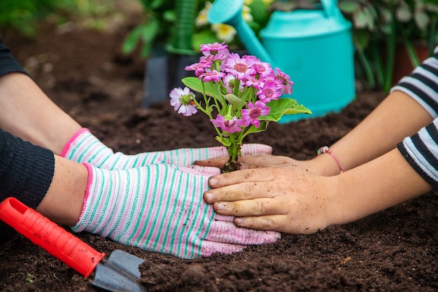 Plant flowers in the garden