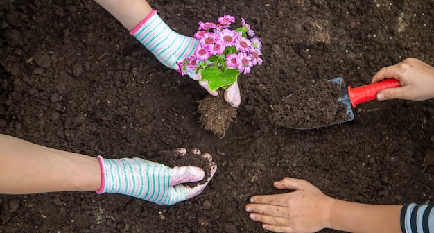 Plant flowers in the garden