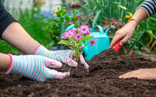 Plant flowers in the garden