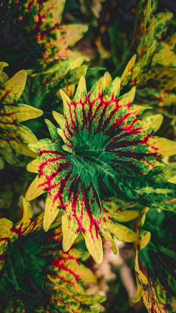 The plant from Miana, iler or Coleus atropurpureus is a colorful shrub with yellow and red leaves