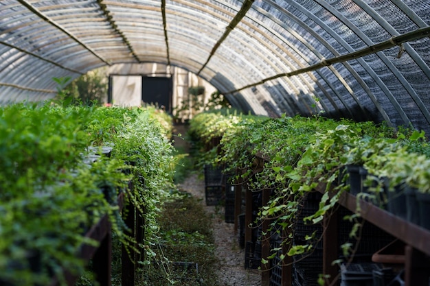 Plant gardening with green ivy seedlings in greenhouse with transparent ceiling growing for sale