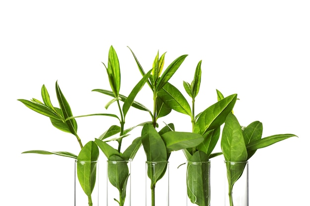 Plant in glass tubes isolated on white