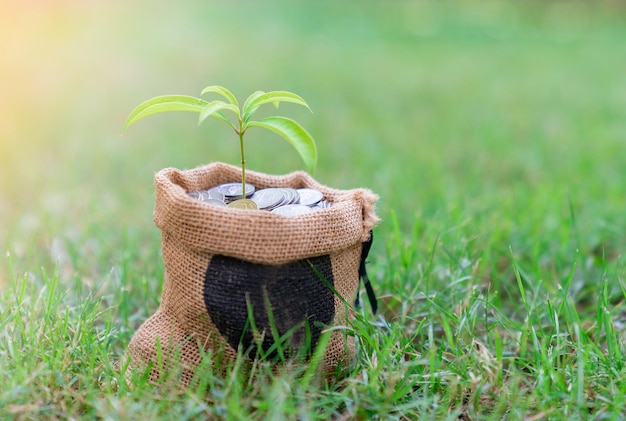 Photo plant glowing on coins in sack saving money