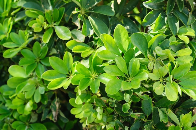 Plant green background,texture from exotic bright leaves of tropical plant, top view on evergreen Schefflera bush