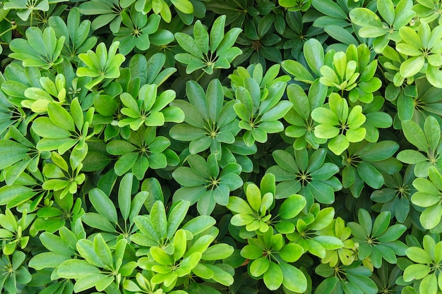 Plant green background,texture from exotic bright leaves of tropical plant