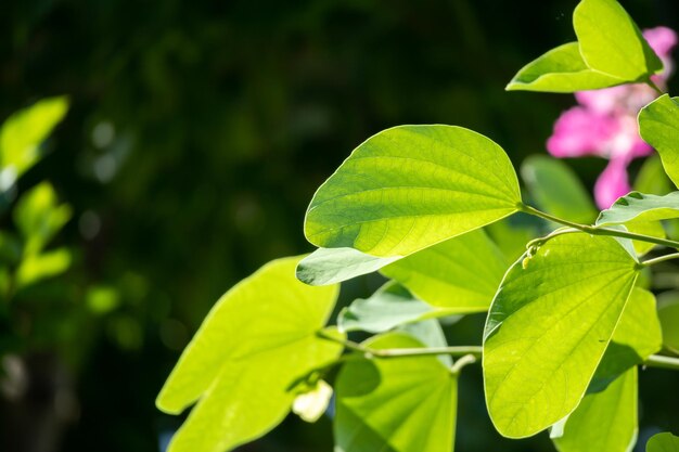 Plant green leaf in garden with bokeh background