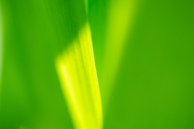 Plant green leaf in garden with bokeh background