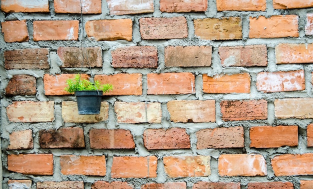 Plant grow in plastic pot hanging on a wall.