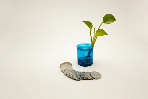 Plant growing on coins concept saving money with energy