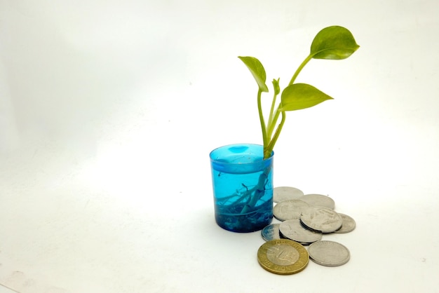 Plant growing on coins concept saving money with energy