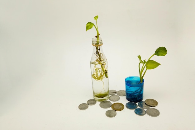 Plant growing on coins concept saving money with energy