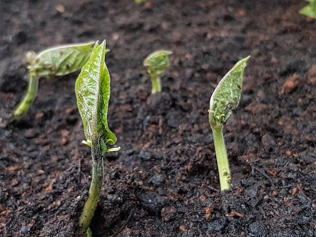 Photo plant growing on field