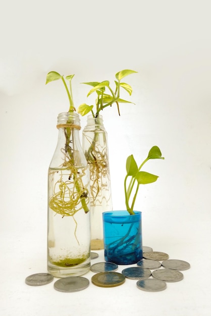 Plant growing in glass jar near coins