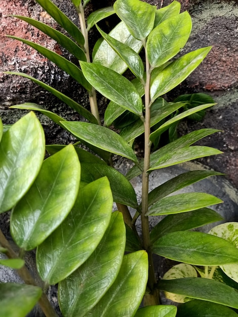 A plant growing in a rock with a red brick wall behind it.