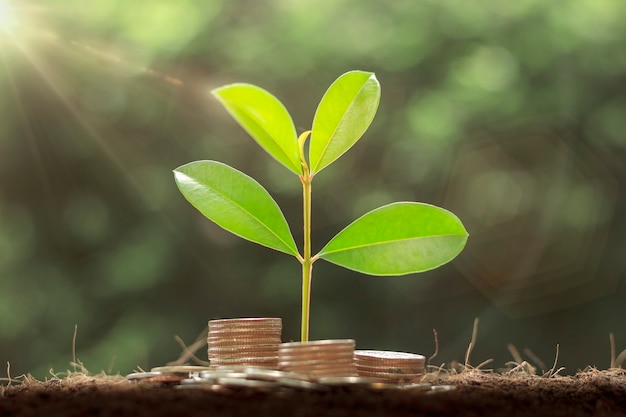 Plant growing step on coins. concept finance and accounting. The coins are stacked on the ground and the seedlings are growing on top. Saving money and financial and business growth concept.