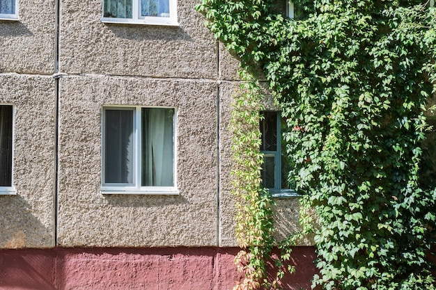 The plant grows on the wall of a building