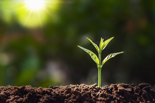 Plant growth in farm with sunlight background