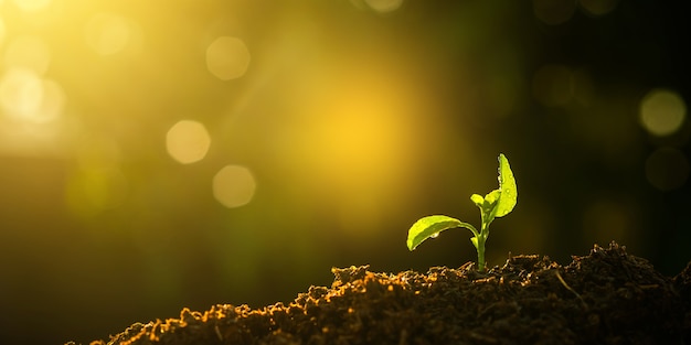 Plant growth grow Seedling grow in the soil with sun light Panorama image