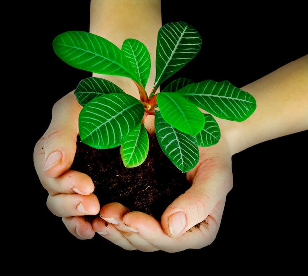 Plant in a hand isolated on white background