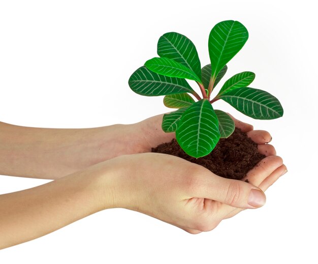 Plant in a hand isolated on white background