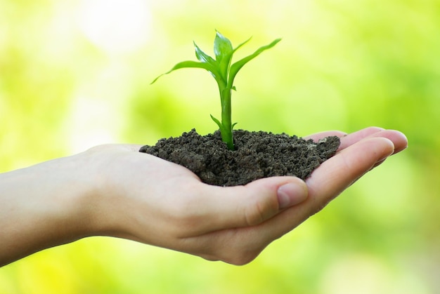 Plant in hand