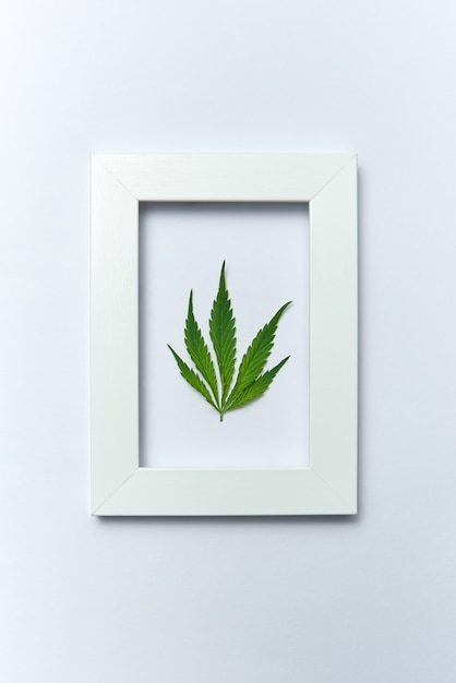 Plant handmade rectangular frame with natural green marijuana leaf on a light grey background, copy space. Concept use of cannabis for medical puposes. Flat lay.