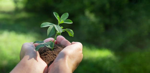 A plant in hands on a green background Ecology and gardening concept Nature background