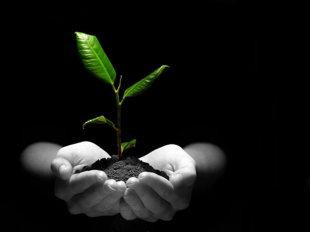 Plant in hands