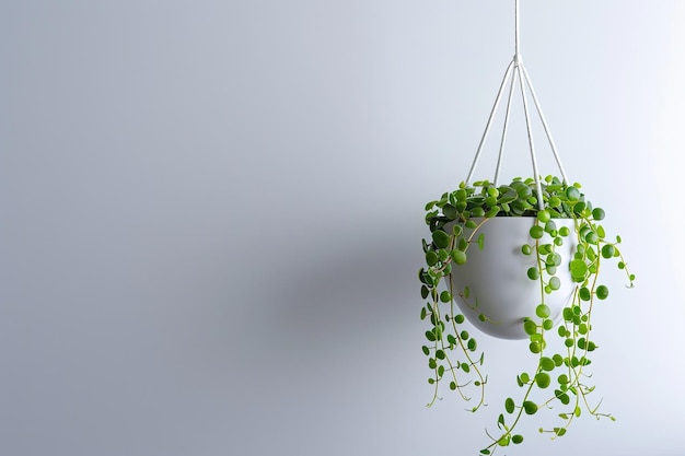 Photo a plant hanging from a white pot with a white background