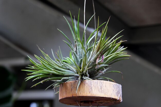 Photo a plant hanging from a wooden holder that has the number 4 on it