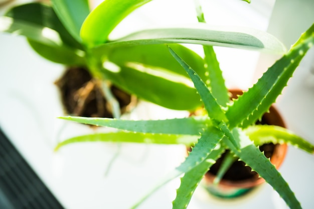 Plant at home window in sunny day