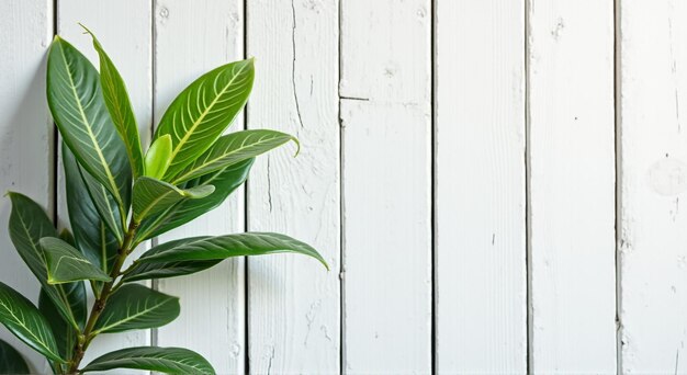 Photo a plant is growing on a white wooden fence