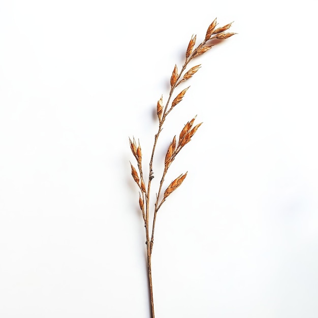 Photo a plant is standing on a white background and the top of it is white