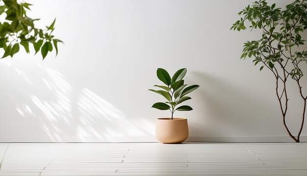 a plant is on a white table and the sun is shining through the window