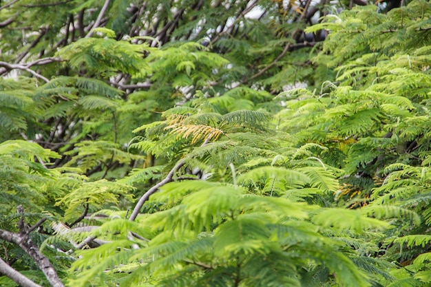 Plant known as jacaranda mimoso in a garden in Rio de Janeiro Brazil