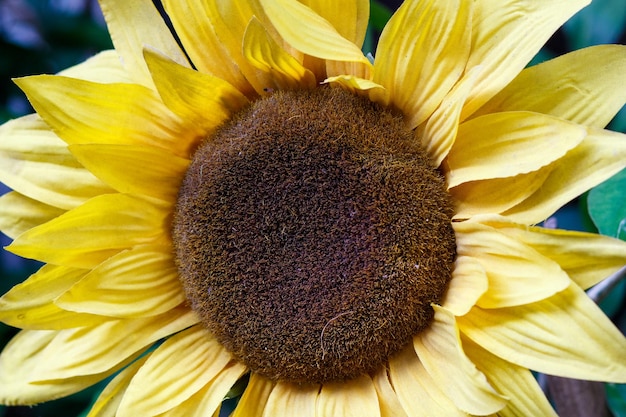 Plant known as sunflower in garden in Rio de Janeiro Brazil