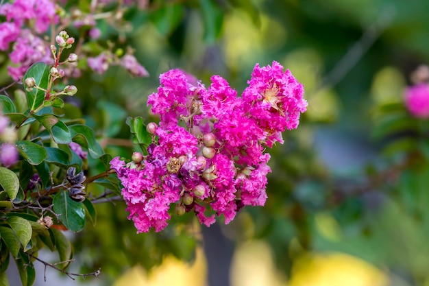 The plant Lagerstroemia indica growing and bloom in a park