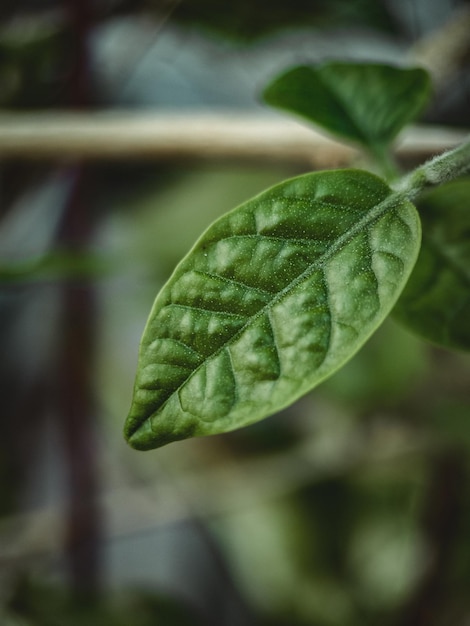 plant leaf texture macro photo shoot