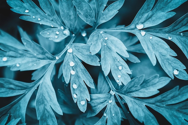 Plant leaves with beads on dew drops in night fairy garden floral backgrounds