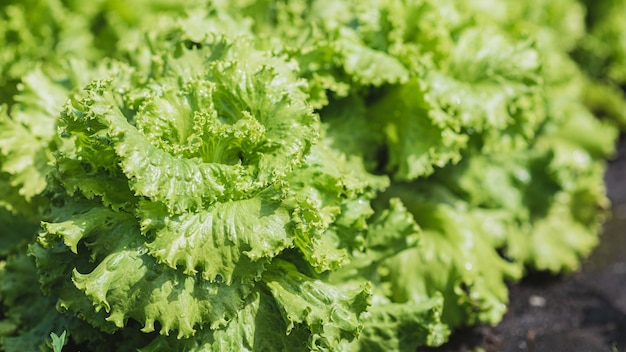 Plant lettuce grows in a vegetable garden in a village in the sun