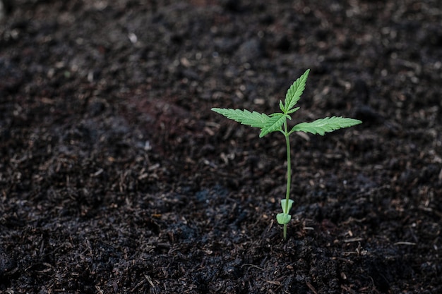 Plant of a little cannabis seedling in the ground