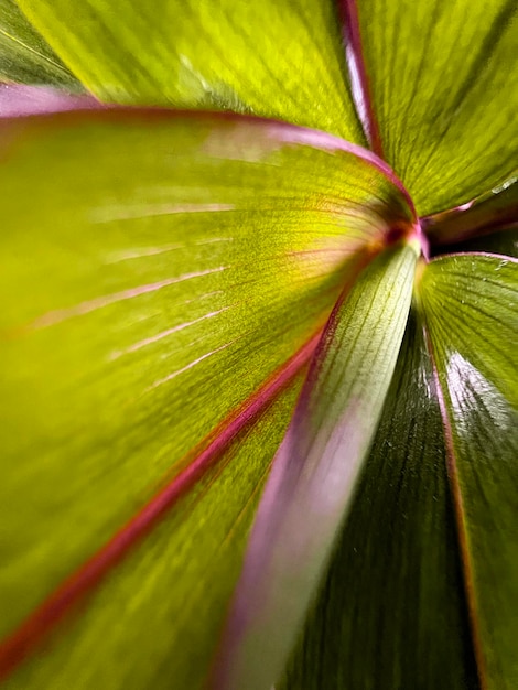 Plant macro in abstract style Abstract background Green leaf Background texture