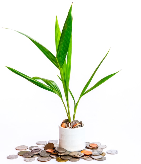 a plant and money