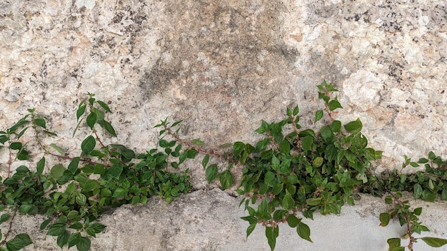 The plant parietaria judaica grows on rocks in portugal